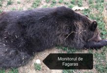 Accidente cu urşi pe DN1