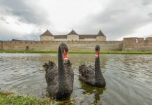 Singurele lebede negre au fost omorîte