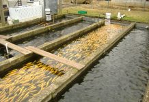 FLAG ,,Păstrăvarii Făgăraşului” a pierdut războiul cu Ministerul