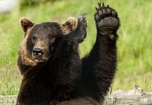 Ursul a atacat in Fagaras