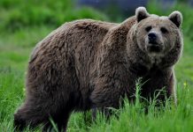 Urşii au ajuns în centrul Făgăraşului