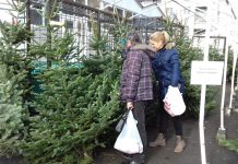 Brazi româneşti în Piaţa agroalimentară. De la 50 lei la 150 lei bucata