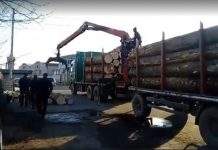 Buşteni tăiaţi şi transportaţi ilegal. Jandarmii au amendat firma