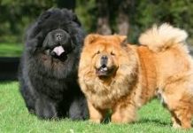 Parc pentru câinii cu stăpân