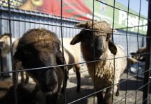 Se deschide Târgul din Făgăraş. Zilele în care se vând mieii vii şi cereale