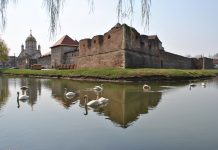 Lebedele au fost aduse pe lacul Cetăţii Făgăraşului