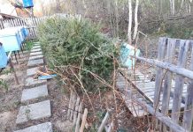 Ursul a atacat la Viştişoara