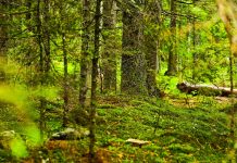 Nostra Silva câştigă în faţa Conservation Carpathia. Lupta pentru Parcul Naţional Munţii Făgăraşului continuă