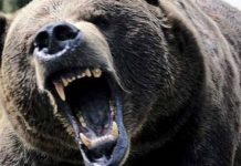 Turist atacat e urs la Lacul Urlea. Bărbatul a fost preluat de un elicopter SMURD