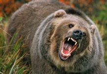 1500 de urşi în Munţii Făgăraşului. Turiştii cer ajutor salvamontiştilor