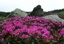 Festivalul bujorului de munte la Cabana Valea Sâmbetei