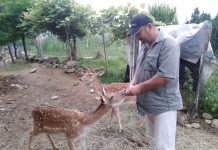 Ioan Sorin Sofonea, drăguşeanul care a creat un loc de poveste pentru turişti. Mini-grădină zoologică la Drăguş