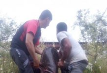 Dezastru ecologic pe Olt. Peşti morţi şi în zona de acţiune a AVPS Făgăraş. Ce explicaţie dă Sorin Şuler, directorul asociaţiei