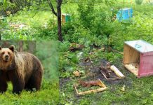 Ursul a atacat în satul Hălmeag