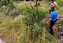 Pui de urs salvat la Victoria de către jandarmi