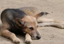 Alt contract pentru maidanezii de la Victoria