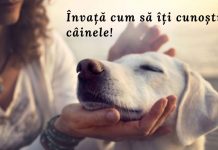 Tabără pentru căţei, la Hurez. Donaţiile se vor folosi pentru salvarea câinilor fără stăpân din Ţara Făgăraşului