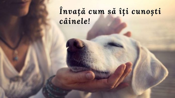 69464209_2512635998759723_4036242816890830848_n