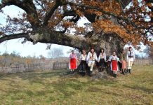 „Bătrânul Carpaţilor“ de la Mercheaşa va fi sărbătorit duminică. Stejarul are 900 de ani şi 21 m înălţime