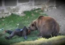 Bărbat atacat de urs la Comăna de Sus