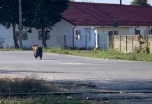 Ursul, în zona Pieţei din Victoria. Ursul a făcut trei victime, o fetiţă de 4 ani, un băieţel de 3 ani şi un bărbat de 65 ani