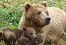 O ursoaică şi doi pui au alertat localncii din Viştea de Sus. Ro-alert la ora 7.00