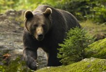 ,,Nu au fost urşi pe raza Făgăraşului, apelurile la 112 au fost false”. Două persoane amendate cu câte 500 lei fiecare