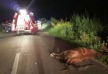 Cal lovit de o maşină, la Cincu