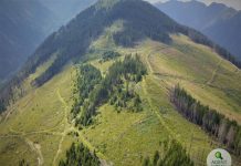 Ministrul Mediului: 20 milioane mc de lemn se taie ilegal pe an din pădurile României