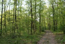 APIA a plătit subvenţiile pentru silvomediu