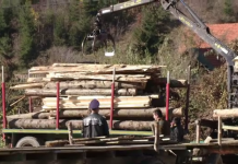 Ordonanţa Militară nr. 7: Măsuri împotriva hoţilor de lemne