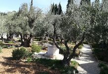 FOTO. Reportaj. Pelerin în Ţara Sfântă: Grădina Ghetsimani şi Cina cea de Taină