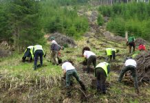 Se pot depune cereri online la APIA pentru investiţii în zonele împădurite
