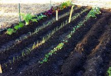 Restricţii şi pentru lucrările agricole de sezon. Cine poate folosi declaraţia pe proprie răspundere