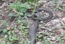 Foto. Au reapărut viperele în Munţii Făgăraşului. Un localnic a omorât un şarpe de 2 m în zona turistică Sâmbăta