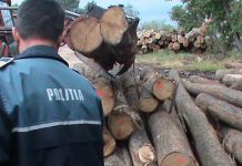 Au furat lemnul unei firme. Dosar penal pentru trei bărbaţi din Victoria şi Viştea