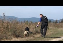 Cioban bătut și legat de un copac, la o stână din Apața. Agresorii au furat miei de la stână