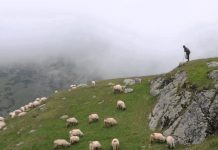 Un crescător de oi din Cârţa caută ciobani serioşi şi oferă un salariu de 4.500 lei/lună