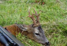 Liber la vânătoare de căprior. La AVPS Făgăraş sunt deja 10 solicitări