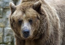 Ursul a atacat o fermă din satul Felmer. ,,Mi-a fost frică, ursul era foarte mare şi agresiv” spune proprietarul fermei