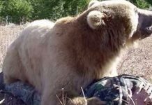 Bărbat atacat de urs în satul Dejani