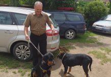 Foto şi Video. Oameni de lângă noi: Ciurilă Petre, singurul crescător de copoi ardelenești din Ţara Făgăraşului. Ceauşescu a impus retragerea copoilor