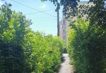 Foto. Eşti ca în pădure pe domeniul public din cartierul Negoiu. Unele blocurile nu se mai văd din cauza gardului viu neîngrijit. Cu toate acestea Primăria Făgăraş cheltuie aproape 600.000 de lei pentru întreţinerea zonelor verzi