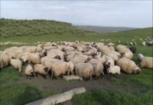 Crimă la o stână din Buneşti care aparţine soţiei primarului