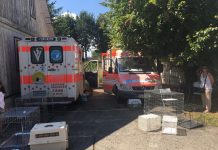 S-a încheiat campania de sterilizare pentru câini şi pisici organizată la Victoria