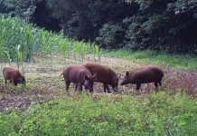 Mistreţii distrug culturile de porumb ale fermierilor din Ţara Făgăraşului