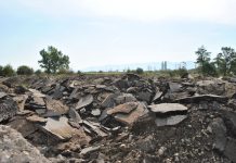 Lăcustă vodă şi minciunile electorale