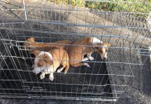 Campanie gratuită pentru câini şi pisici: 100 de animale au fost sterilizate la Victoria