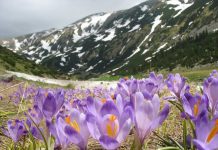 Nostra Silva a învins miliardarii de la Conservation Carpathia