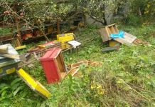 Satul Calbor, luat la pas de un urs. Ce pagube a produs sătenilor